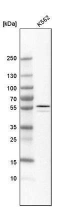 Western blot analysis in human cell line K562.