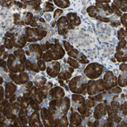 Anti-SELENOS Antibody