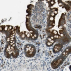 Immunohistochemical staining of human small intestine shows strong cytoplasmic positivity in glandular cells.