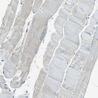 Anti-SELENOS Antibody