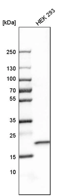 Western blot analysis in human cell line HEK 293.