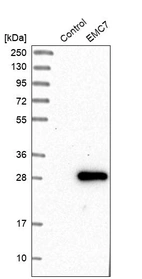 Western blot analysis in control (vector only transfected HEK293T lysate) and EMC7 over-expression lysate (Co-expressed with a C-terminal myc-DDK tag (~3.1 kDa) in mammalian HEK293T cells, LY412637).