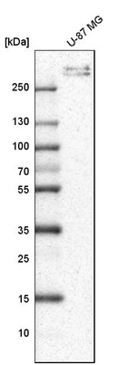 Anti-COL6A3 Antibody