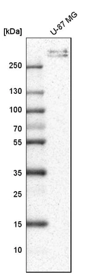 Western blot analysis in human cell line U-87 MG.