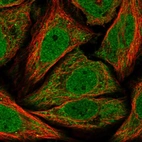 Immunofluorescent staining of human cell line SiHa shows localization to nucleoplasm & mitochondria.