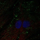 Anti-SHROOM4 Antibody