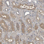 Immunohistochemical staining of human kidney shows moderate cytoplasmic positivity in cells in tubules.
