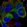 Anti-KIF11 Antibody