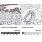 Anti-GRAMD3 Antibody