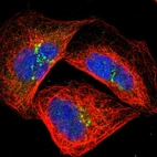 Immunofluorescent staining of human cell line A-431 shows localization to nucleoplasm, cytosol & the Golgi apparatus.