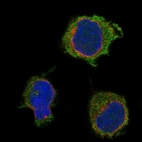 Anti-PSTPIP1 Antibody