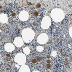 Anti-BMF Antibody