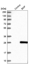 Western blot analysis in control (vector only transfected HEK293T lysate) and BMF over-expression lysate (Co-expressed with a C-terminal myc-DDK tag (~3.1 kDa) in mammalian HEK293T cells, LY424040).