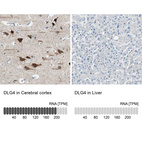 Anti-DLG4 Antibody