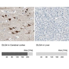 Anti-DLG4 Antibody