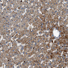 Anti-DHODH Antibody