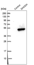 Western blot analysis in control (vector only transfected HEK293T lysate) and DHODH over-expression lysate (Co-expressed with a C-terminal myc-DDK tag (~3.1 kDa) in mammalian HEK293T cells, LY419975).