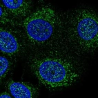 Immunofluorescent staining of human cell line MCF7 shows localization to nucleoplasm & mitochondria.