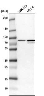 Western blot analysis in mouse cell line NIH-3T3 and rat cell line NBT-II.