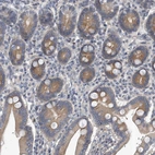 Anti-PCDH8 Antibody