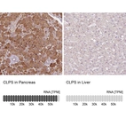 Anti-CLPS Antibody