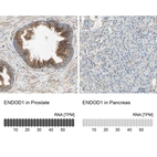 Anti-ENDOD1 Antibody