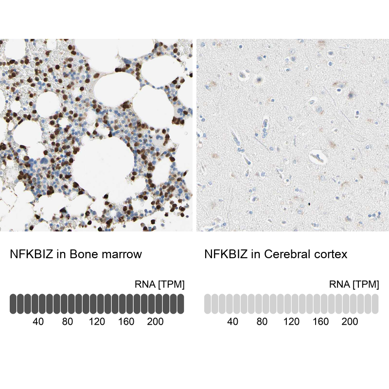 Anti-NFKBIZ Antibody
