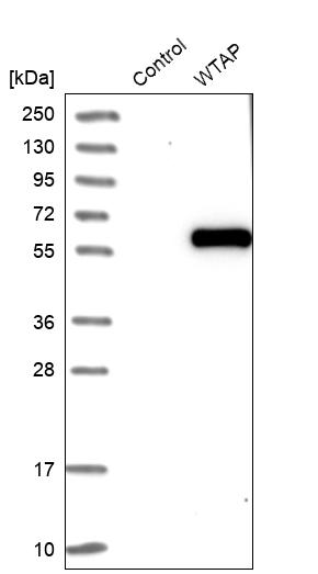 Anti-WTAP Antibody