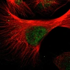 Immunofluorescent staining of human cell line U-251 MG shows localization to nucleoplasm.