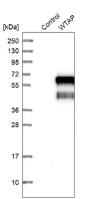 Western blot analysis in control (vector only transfected HEK293T lysate) and WTAP over-expression lysate (Co-expressed with a C-terminal myc-DDK tag (~3.1 kDa) in mammalian HEK293T cells, LY417661).