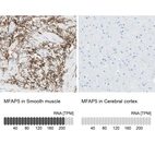 Anti-MFAP5 Antibody