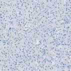 Immunohistochemical staining of human pancreas shows no positivity in exocrine glandular cells as expected.