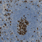 Immunohistochemical staining of human tonsil shows moderate to strong cytoplasmic positivity, mainly in germinal center cells.