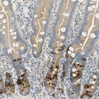 Immunohistochemical staining of human duodenum shows moderate to strong cytoplasmic positivity in a subset of glandular cells.