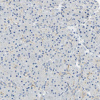 Immunohistochemical staining of human pancreas shows no positivity in exocrine glandular cells as expected.