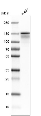 Anti-KIF11 Antibody