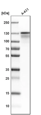 Western blot analysis in human cell line A-431.