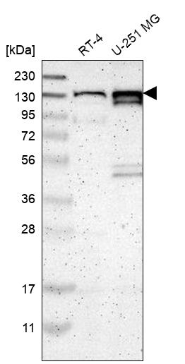 Anti-PCDHGA2 Antibody