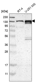 Anti-PCDHGA2 Antibody