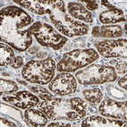 Immunohistochemical staining of human kidney shows strong granular cytoplasmic positivity in cells in tubules.