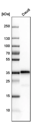 Western blot analysis in human cell line Daudi.