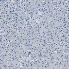 Immunohistochemical staining of human pancreas shows no positivity in exocrine glandular cells as expected.