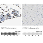 Anti-PSTPIP1 Antibody