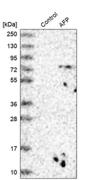 Western blot analysis in control (vector only transfected HEK293T lysate) and AFP over-expression lysate (Co-expressed with a C-terminal myc-DDK tag (~3.1 kDa) in mammalian HEK293T cells, LY400455).
