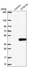 Western blot analysis in control (vector only transfected HEK293T lysate) and NT5C3A over-expression lysate (Co-expressed with a C-terminal myc-DDK tag (~3.1 kDa) in mammalian HEK293T cells, LY413931).