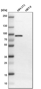 Western blot analysis in mouse cell line NIH-3T3 and rat cell line NBT-II.