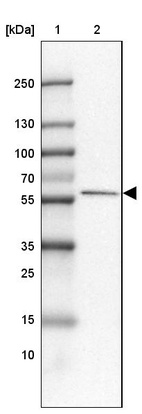Anti-FAM189A1 Antibody