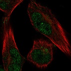 Immunofluorescent staining of human cell line U-251 MG shows localization to nucleoplasm.