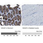 Anti-GOLM1 Antibody