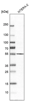 Western blot analysis in human cell line NTERA-2.